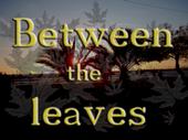 Between the leaves profile picture