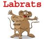 Labrats profile picture