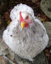 Chicken profile picture