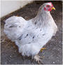 Chicken profile picture