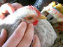 Chicken profile picture