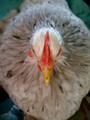 Chicken profile picture