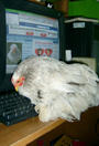 Chicken profile picture