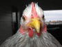 Chicken profile picture