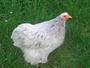 Chicken profile picture