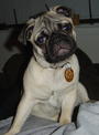 Rocco! profile picture