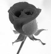 One Brown Rose profile picture