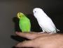 Parakeet! & Buff! profile picture