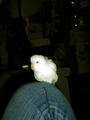 Parakeet! & Buff! profile picture