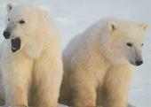Polar Bear Studios profile picture