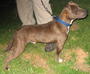 High Kountry Kennels profile picture