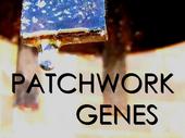 Patchwork Genes profile picture