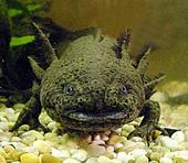 axolotl profile picture