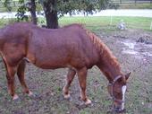 wildhorses profile picture