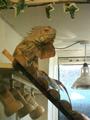 Reptile Rescue Den No1 In The North West, UK. profile picture