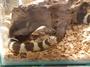 Reptile Rescue Den No1 In The North West, UK. profile picture