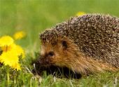 Igel profile picture