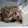 Igel profile picture