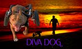 Diva Dog profile picture