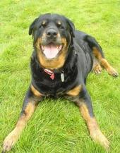 Rott-n-kids Rottweilers profile picture