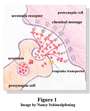 SEROTONIN profile picture