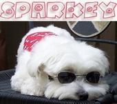 Sparkey profile picture