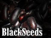 BLACKSEEDS profile picture