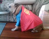 superdogwiddles