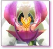 holy orchid profile picture