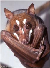 Flying Fox Conservation Fund profile picture