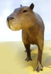 capybara profile picture