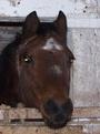 Horse Rescue United Network profile picture