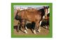 Horse Rescue United Network profile picture