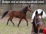 Horse Rescue United Network profile picture