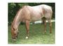 Horse Rescue United Network profile picture