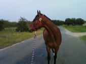 ~my horses are my life~ R.I.P JESS profile picture