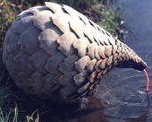 Pangolin Wasser profile picture