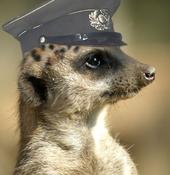 Sick the Meerkat profile picture