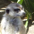 The Meercats profile picture