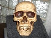 skull collector profile picture