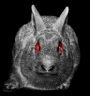 Killer Rabbit profile picture