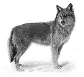 Coyote Hearing profile picture