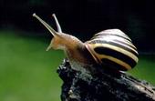 TON Pumper Snail profile picture