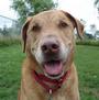 Save A Pet Illinois profile picture