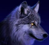 Wolf profile picture