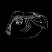 Dark Shrimp profile picture