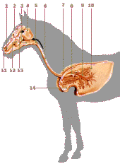 Komplizen der Spielregeln profile picture