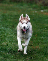 Sara The Wiggle Puppy profile picture