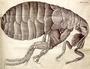 Robert Hooke profile picture