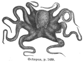 I, Octopus profile picture